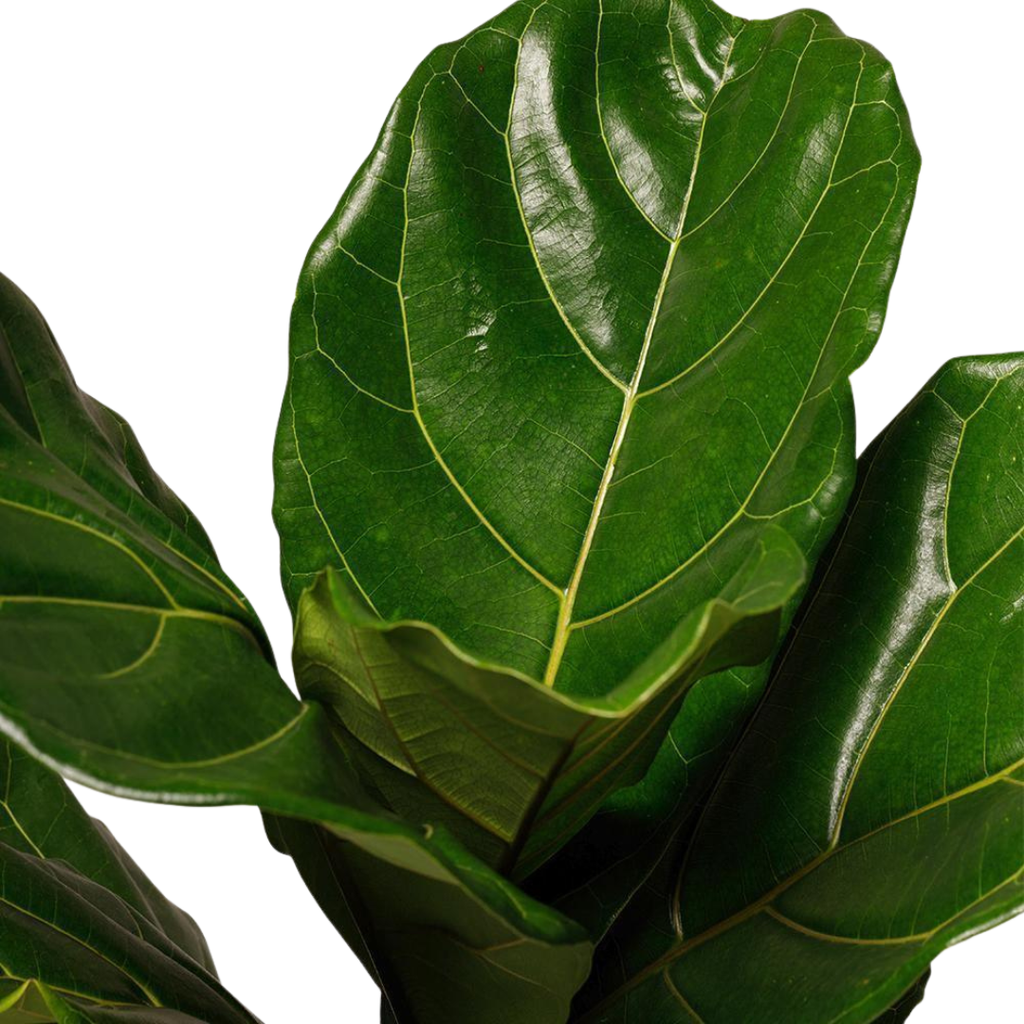 The Tropical Treasure Fig  A Leafy Statement