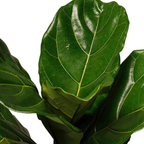 The Tropical Treasure Fig  A Leafy Statement