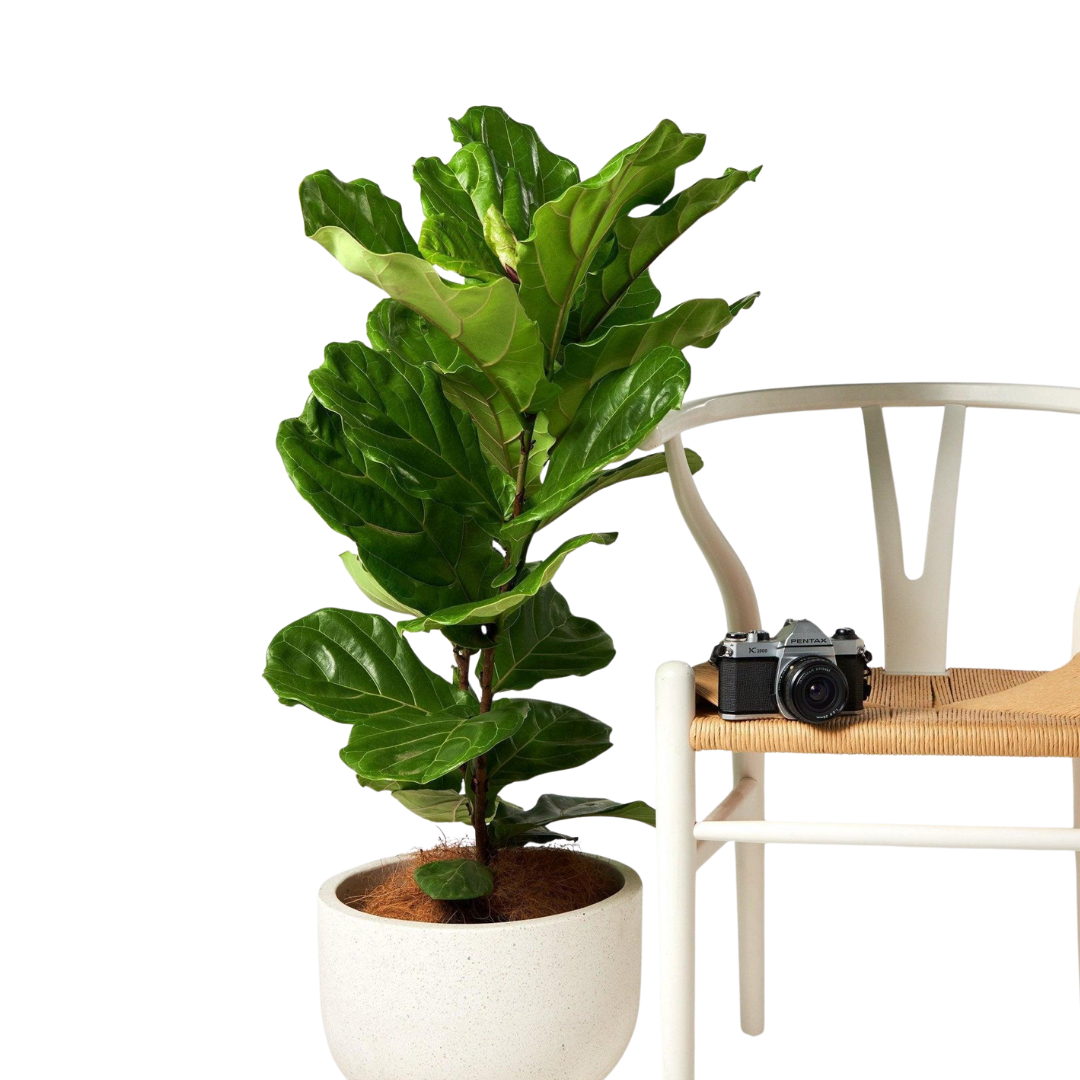 The Tropical Treasure Fig  A Leafy Statement