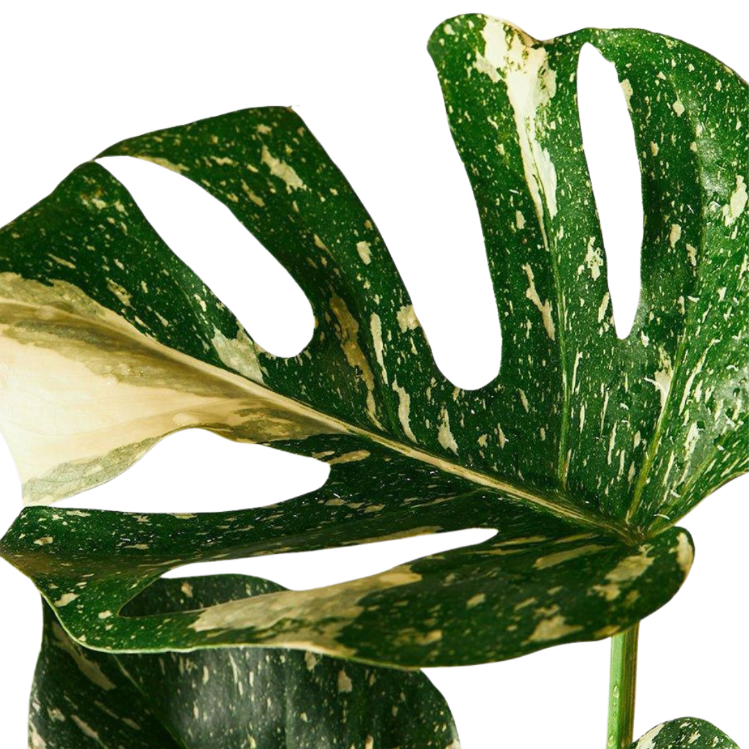 Monstera Thai Constellation – Easy Care Houseplant